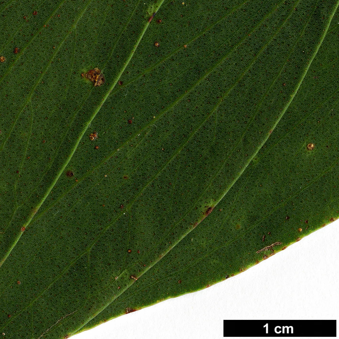 High resolution image: Family: Myrtaceae - Genus: Eucalyptus - Taxon: stellulata